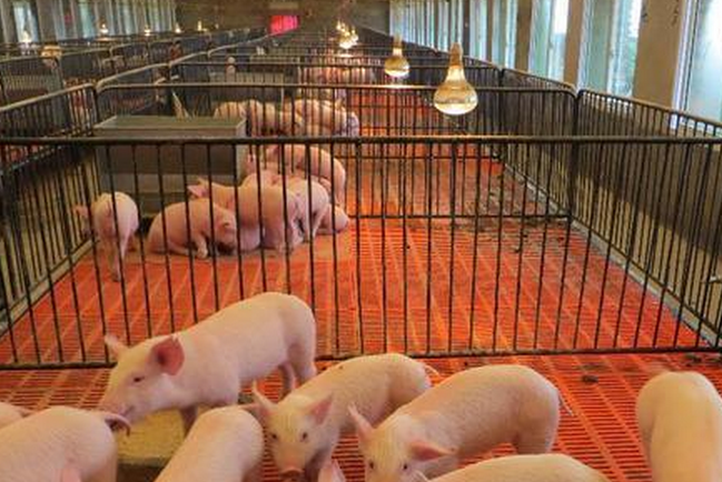 畜牧养猪业该怎么在这段时间调整好管理？
